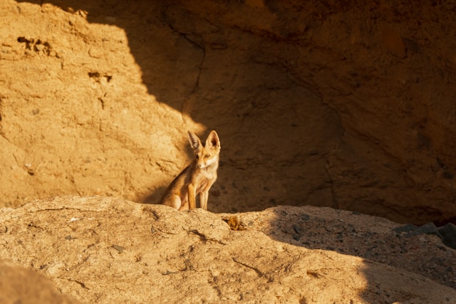 Director of NYU WIRELESS, Thomas L. Marzetta